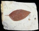 Detailed Fossil Hackberry Leaf - Montana #71499-1